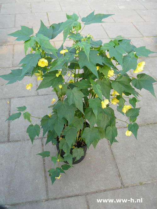 Abutilon hybridum geel Chinese Lantaarn - Klik op de afbeelding om het venster te sluiten